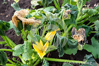 Pumpkin leaves withered after the night frosts. Damaged plant leaves Stock Photo