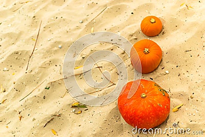 pumpkin in nature. autumn holiday harvest festival Halloween. day of the dead. Hallowmas Stock Photo
