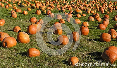 Pumpkin Patch Stock Photo