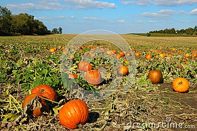 Pumpkin Patch Stock Photo