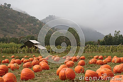 Pumpkin Patch Stock Photo