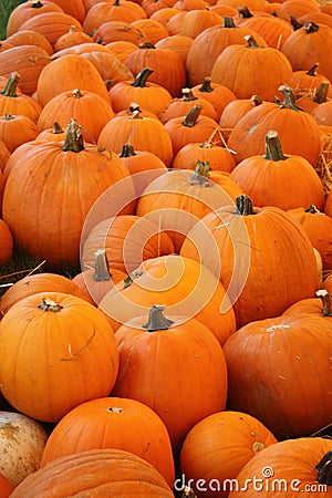 Pumpkin Patch Stock Photo