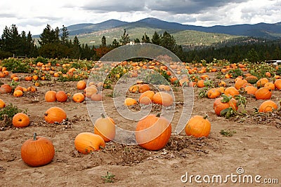 Pumpkin Patch Stock Photo