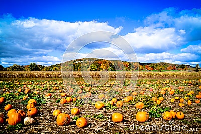 Pumpkin Patch during Autumn Stock Photo