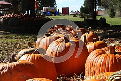 Pumpkin patch in autumn Stock Photo