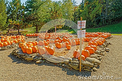 pumpkin patch for carving pumpkins with orange pumpkins on rock ledges in Fall Stock Photo