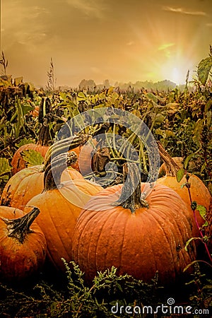 The Pumpkin Patch Stock Photo