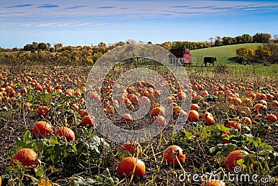 Pumpkin Patch and Fall Foliage Stock Photo