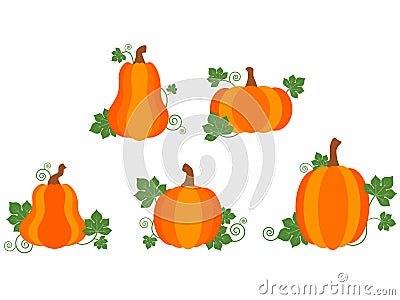 Pumpkin Patch Vector Illustration