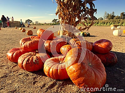 Pumpkin Patch Stock Photo