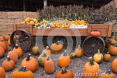 Pumpkin Patch Stock Photo