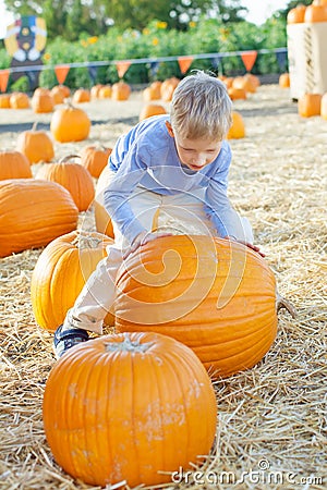 Pumpkin patch Stock Photo