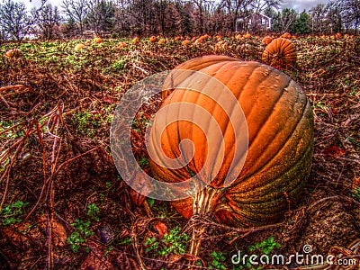 Pumpkin patch Stock Photo