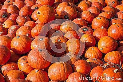 Pumpkin Stock Photo