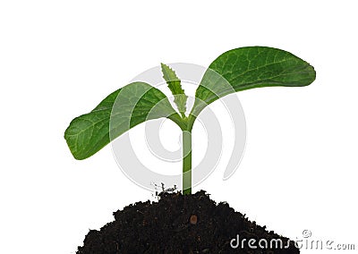 Pumpkin plant growing from seed Stock Photo