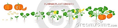 Pumpkin plant growth stages infographic elements in flat design. Planting process of Cucurbita from seeds, sprout to Vector Illustration