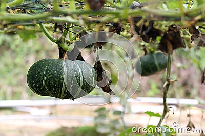 Pumpkin Plants Stock Photo