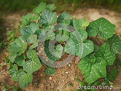 pumpkin plants Stock Photo