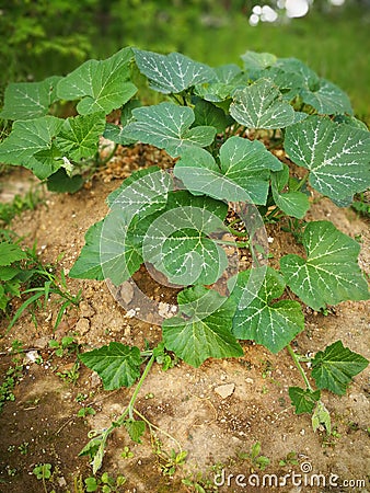 pumpkin plants Stock Photo