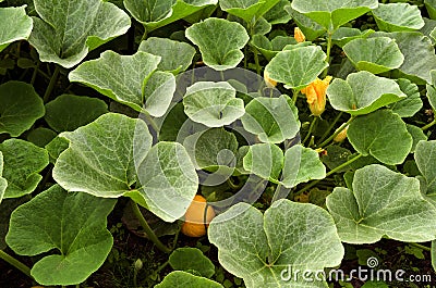 Pumpkin plants in the organic vegetable garden. Stock Photo