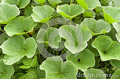 Pumpkin plants in the organic vegetable garden. Stock Photo