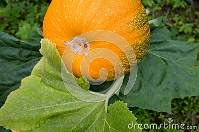 Pumpkin plants with rich harvest on a field.A giant ripe pumpkin growing in the patch.Pumpkin in the garden, orange Stock Photo