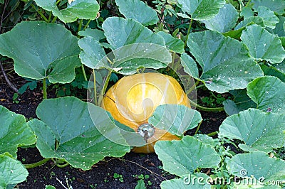 Pumpkin plants with rich harvest on field Stock Photo