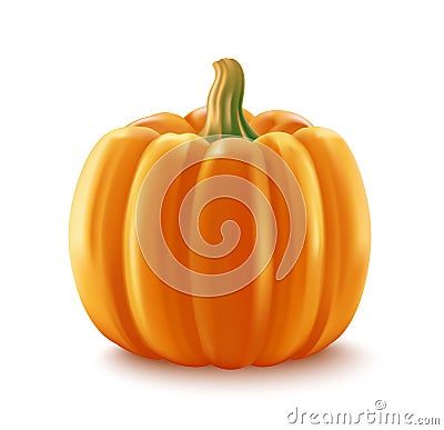 Pumpkin realistic vegetable Vector Illustration