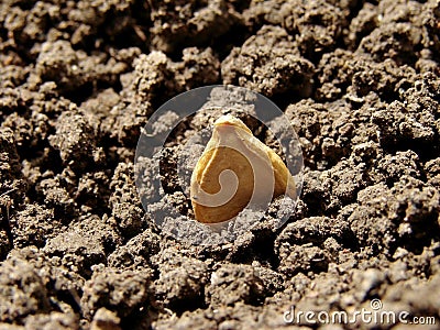 When do you plant pumpkin seeds?