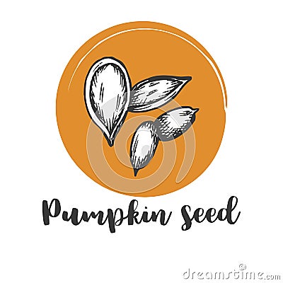 Pumpkin seed Vintage hand drawing of seeds Vector illustration Retro design Vector Illustration