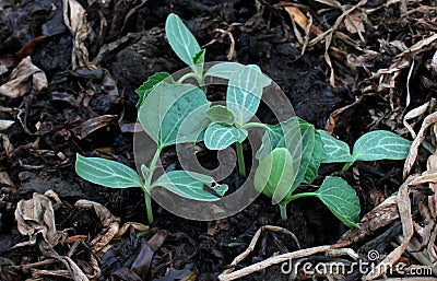 Pumpkin seedling on fertile soil Stock Photo