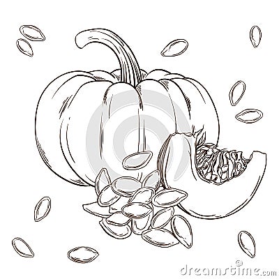 Pumpkin and seeds realistic isolated. Vector illustration of food. Hand drawing plants. Vector Illustration