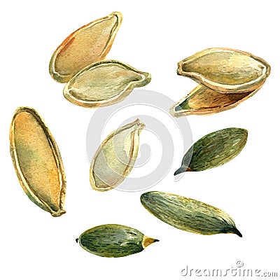 Pumpkin seeds, watercolor with clipping paths Cartoon Illustration