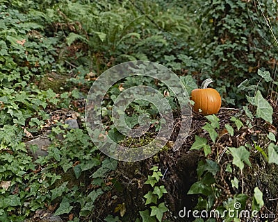 Orange pumpkin sitting on a stump in the forest with ferns and ivy surrounding it Stock Photo