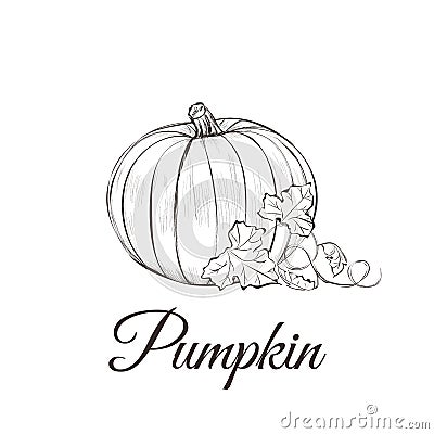 Pumpkin sketch drawing with leaves. Vector Illustration