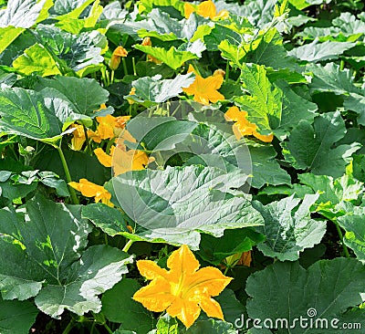 Pumpkin, Squash plant. Squash, courgette, pumpkin, vegetable marrow yellow flower with green leaves blossoming. Vegetable as a Stock Photo