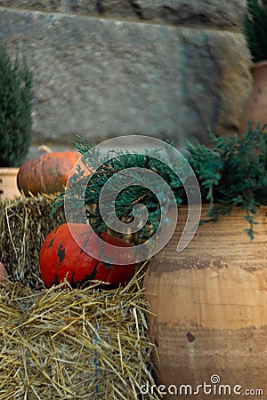Pumpkin and straw near green thuja in front of stone wall. Halloween decoration Stock Photo