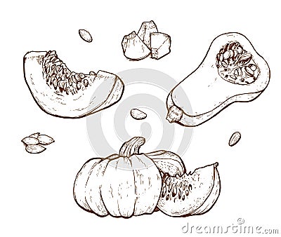 Pumpkin vector drawing set. Vector Illustration