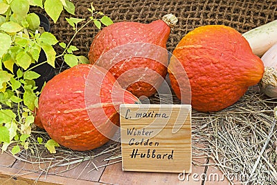 Pumpkin of the Winter Golden Hubbard variety Stock Photo