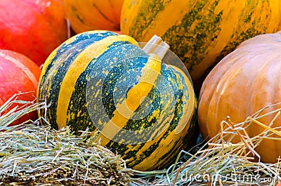 pumpkin yellow-green striped lies with orange pumpkins a lot Stock Photo