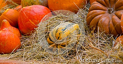 pumpkin yellow-green striped lies with orange pumpkins a lot Stock Photo