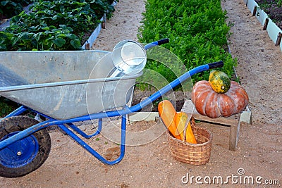 Pumpkin, zucchini in a basket are near the garden cart. The harvest in the fall Stock Photo