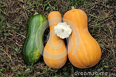 Pumpkin, zucchini - garden vegetables Stock Photo
