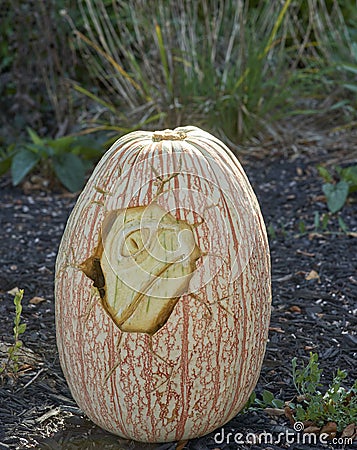 PumpkinCarvingdinosaurs Stock Photo