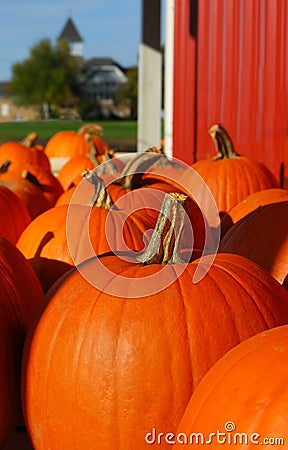 Pumpkins Stock Photo