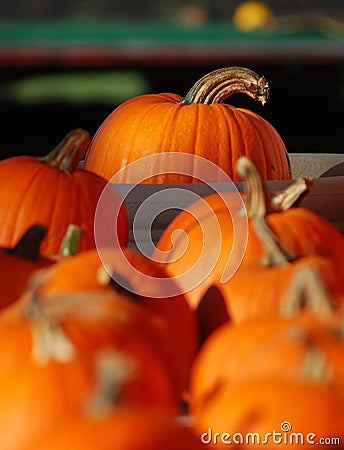 Pumpkins Stock Photo