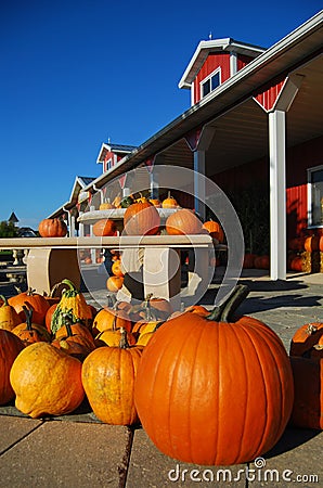 Pumpkins Stock Photo