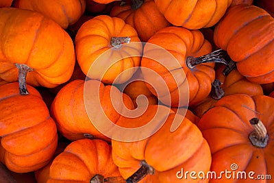 Pumpkins Stock Photo