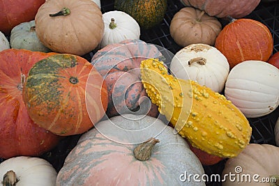 Pumpkins Stock Photo