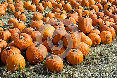 Pumpkins Stock Photo